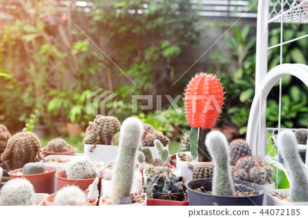 Small cactus in pot, succulents or cactus. 44072185