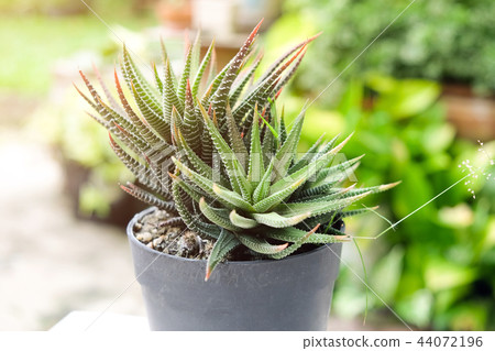 Small cactus in pot, succulents or cactus. 44072196
