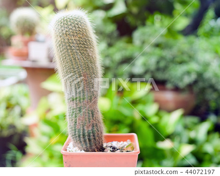 Small cactus in pot, succulents or cactus. 44072197