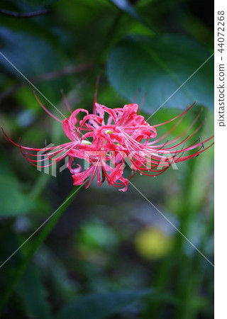 Cluster amaryllis 44072268