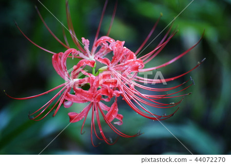 Cluster amaryllis Cluster amaryllis 44072270