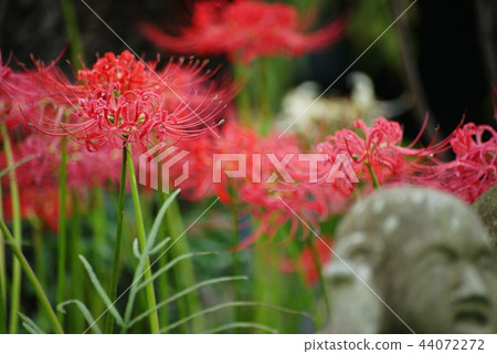 Cluster amaryllis Cluster amaryllis 44072272