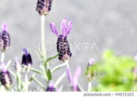 French lavender blooming in Mitaka Nakahara French lavender blooming in Mitaka Nakahara 44072323