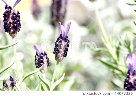 French lavender blooming in Mitaka Nakahara 44072326