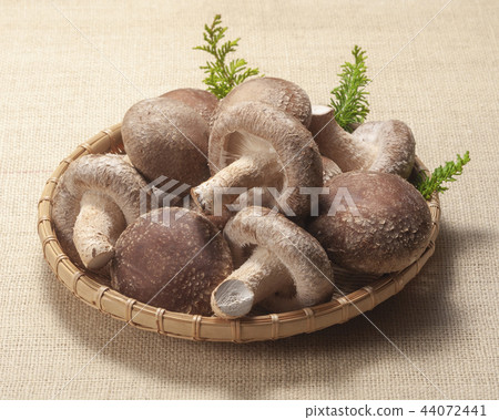 Shiitake mushrooms 44072441