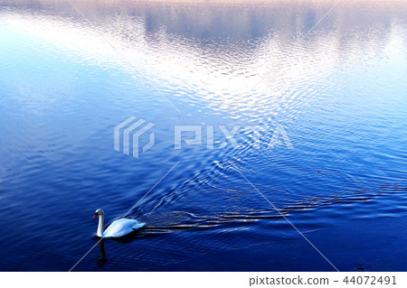   Swan in Lake Yamanaka 44072491