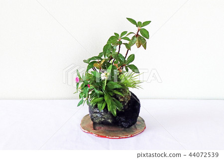 A Japanese-style spirit with a stone bonsai 44072539