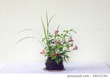 Autumn jasper in Taiwan hot spring 44072540