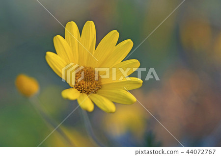 Winter lily ops daisy 44072767