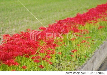 Cluster Flower of Kameoka City, Kyoto Prefecture Cluster Flower of Kameoka City, Kyoto Prefecture 44072802