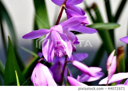 在三鷹中原（紫色蘭花）盛開的矽烷 44072871