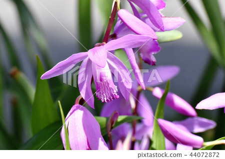 在三鷹中原（紫色蘭花）盛開的矽烷 44072872