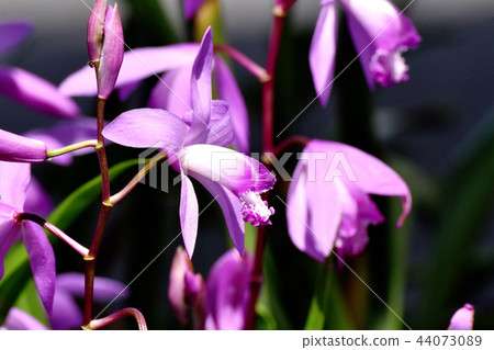 Silane blooming in Mitaka Nakahara (purple orchid) Silane blooming in Mitaka Nakahara (purple orchid) 44073089