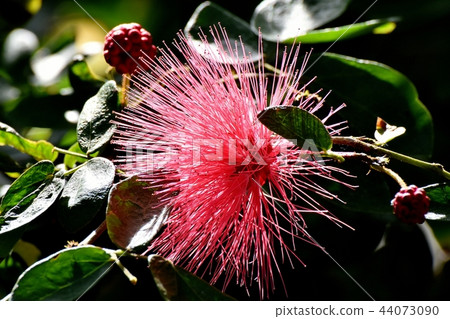 CianAndre Selo(Tokiwanem)在調布植物園盛開 CianAndre Selo(Tokiwanem)在調布植物園盛開 44073090