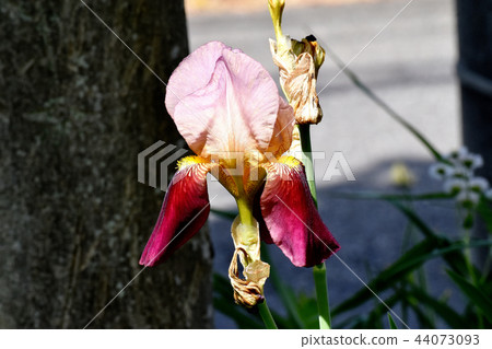 開花在三鷹中原的紫色紫色虹膜 44073093