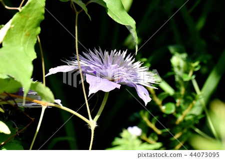開花在三鷹中原的紫色鐵線蓮屬 44073095