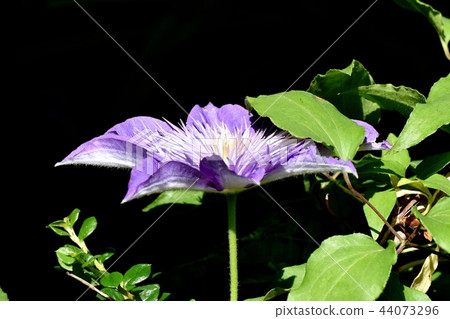 在三鷹中原開花的淺紫色鐵線蓮（Tessens） 44073296