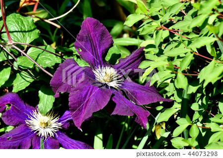 A light purple clematis (Tessens) blooming in Mitaka Nakahara 44073298