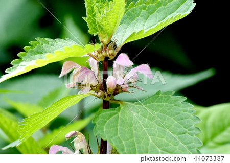 Odori Koso在三鷹中原開花 Odori Koso在三鷹中原開花 44073387