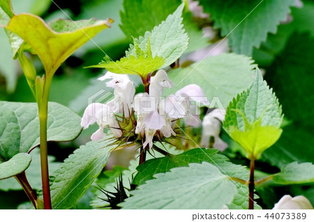 Odori Koso blooming in Mitaka Nakahara Odori Koso blooming in Mitaka Nakahara 44073389