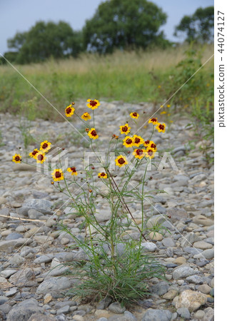 Harshay (Janomesou) blooming on the riverside of the Tama River 44074127