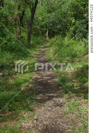 Walking path in the forest 44074128