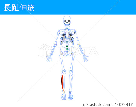 Nagamine extensor 3 Nagamine extensor 3 44074417
