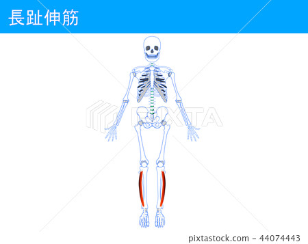 Nagamine Extensor 4 Stock Illustration