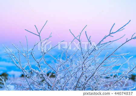 Hoarfrost branches morning magic hour Hoarfrost branches morning magic hour 44074837