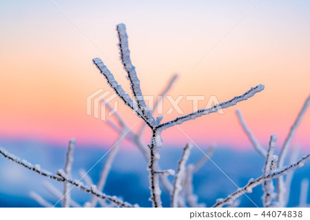 Hoarfrost branches morning magic hour Hoarfrost branches morning magic hour 44074838