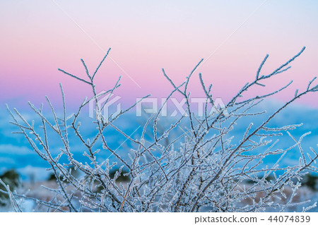 Hoarfrost branches morning magic hour 44074839