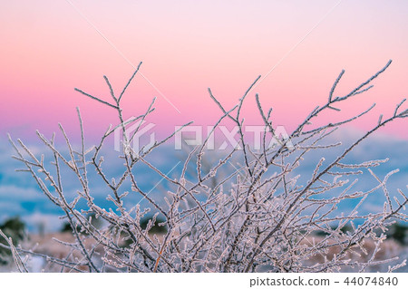Hoarfrost branches morning magic hour 44074840