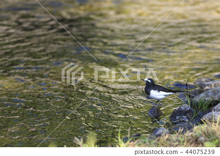 Black-backed wagtail Black-backed wagtail 44075239