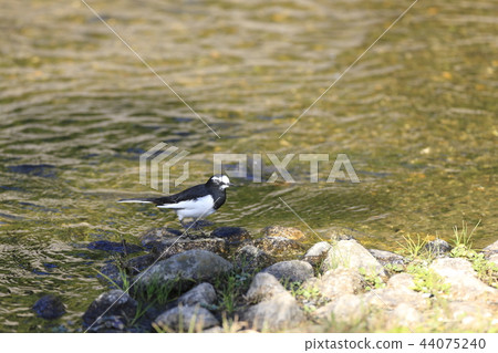 Black-backed wagtail Black-backed wagtail 44075240