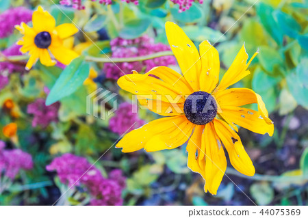 Field camomiles in garden Field camomiles in garden 44075369