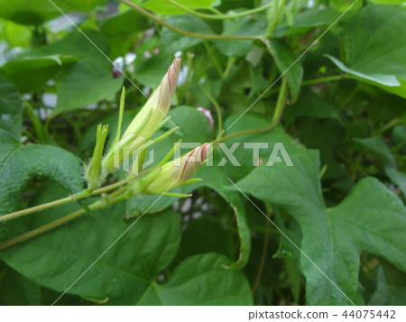 Bud of morning glory 44075442