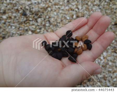 Morning Glory Seeds on the Palm 44075443