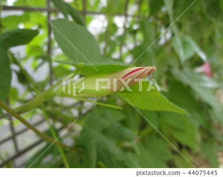 Bud of morning glory 44075445
