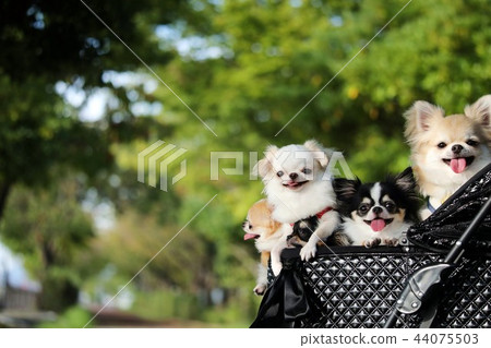 奇瓦瓦 奇瓦瓦 44075503