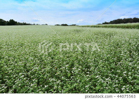 Soba flower 44075563