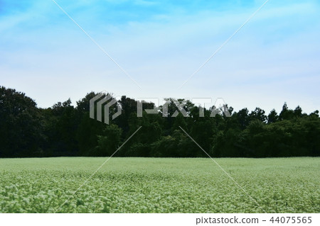 Soba flower Soba flower 44075565