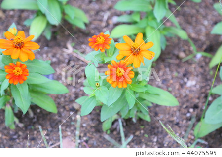 Zinnia Flower 44075595