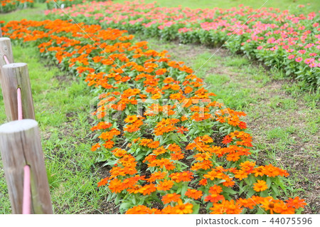 早期的秋天公園百日菊屬花 44075596