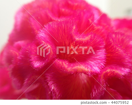 切開cayto花 44075952