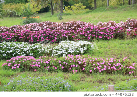 早期的秋天公園新幾內亞impatiens花 早期的秋天公園新幾內亞impatiens花 44076128