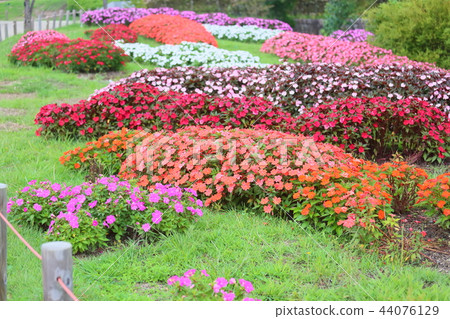 Early autumn park New Guinea impatiens flower 44076129