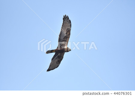 Birds of prey 44076301