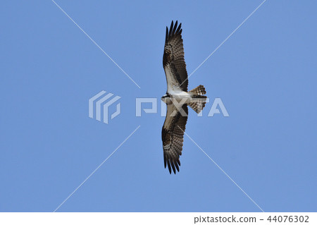 Birds of prey ~ Misago ~ 44076302