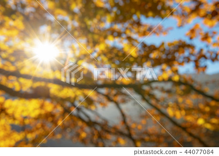 Sunshine through autumn leaves out of focus Sunshine through autumn leaves out of focus 44077084