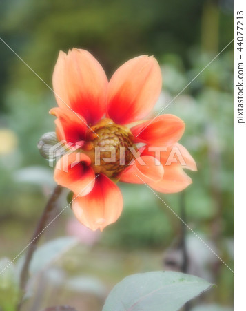 Dahlia 3 44077213